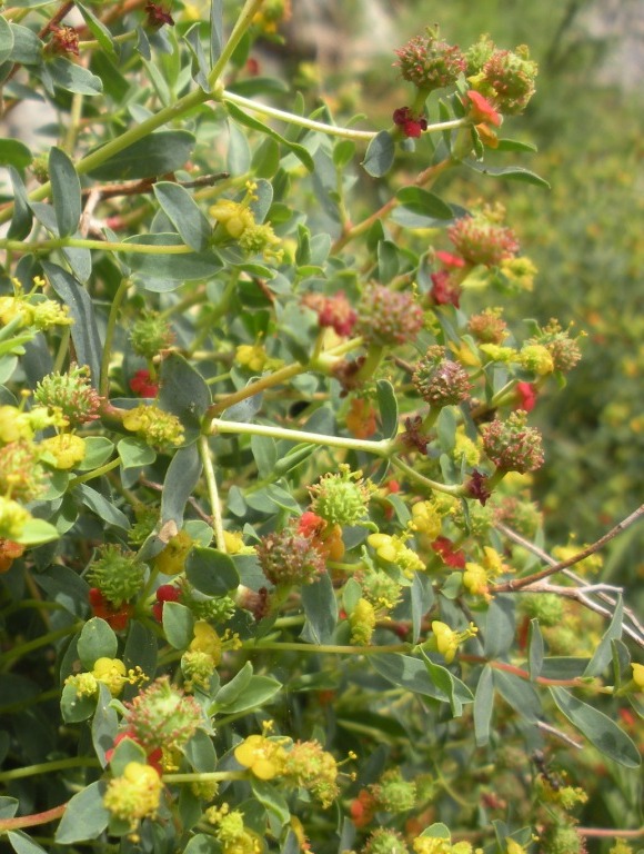 Euphorbia spinosa / Euforbia spinosa